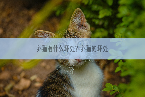 养猫有什么坏处？养猫的坏处