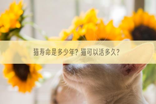 猫寿命是多少年？猫可以活多久？