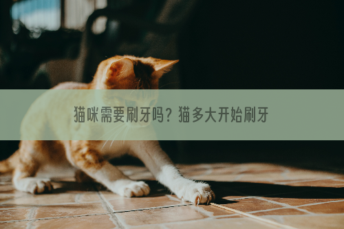 猫咪需要刷牙吗？猫多大开始刷牙