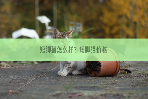 短脚猫怎么样？短脚猫价格