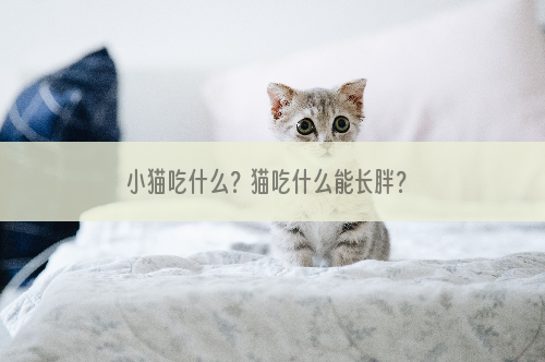 小猫吃什么？猫吃什么能长胖？