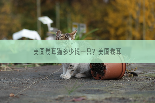 美国卷耳猫多少钱一只？美国卷耳猫价格
