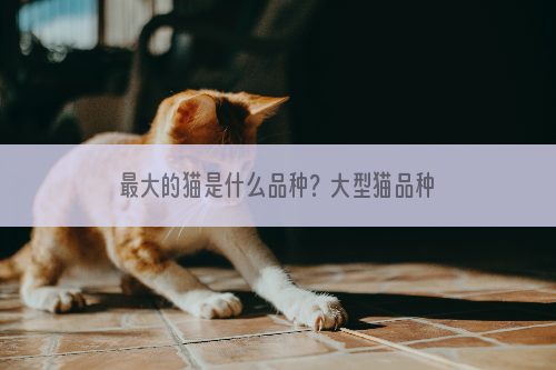 最大的猫是什么品种？大型猫品种介绍