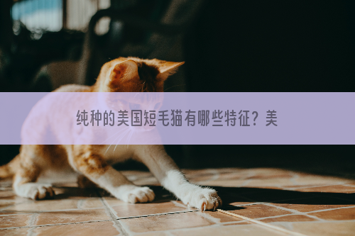 纯种的美国短毛猫有哪些特征？美国短毛猫详细介绍