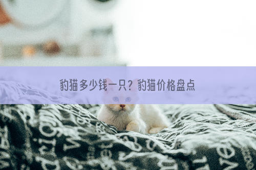 豹猫多少钱一只？豹猫价格盘点