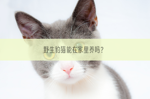 野生豹猫能在家里养吗？