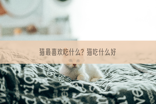 猫最喜欢吃什么？猫吃什么好