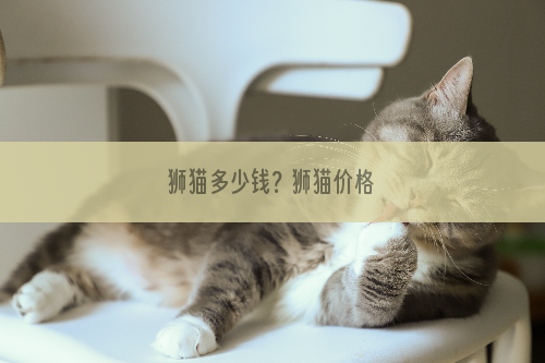 狮猫多少钱？狮猫价格