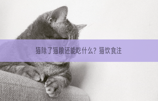 猫除了猫粮还能吃什么？猫饮食注意事项