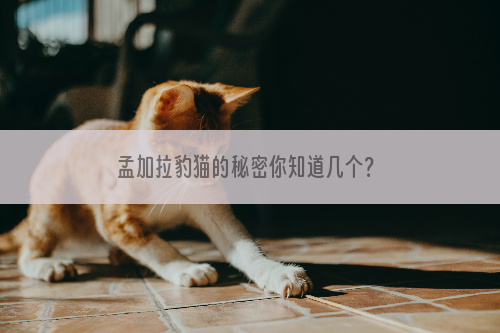 孟加拉豹猫的秘密你知道几个？