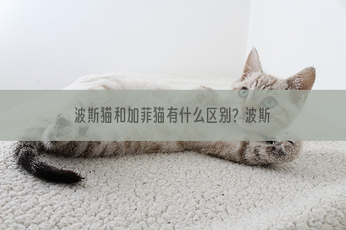 波斯猫和加菲猫有什么区别？波斯猫和加菲猫的区别介绍