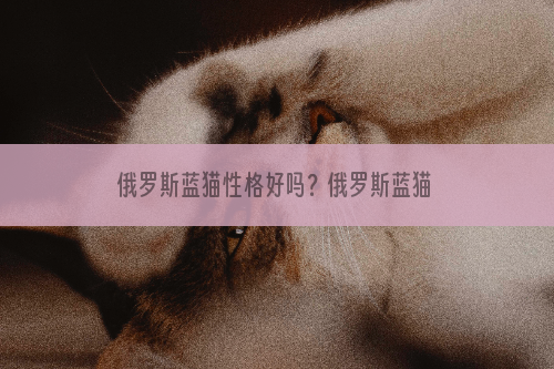 俄罗斯蓝猫性格好吗？俄罗斯蓝猫性格介绍