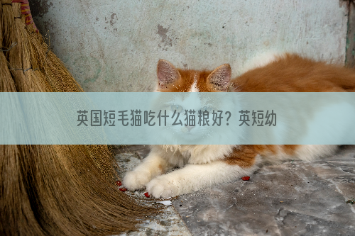 英国短毛猫吃什么猫粮好？英短幼猫猫粮选择