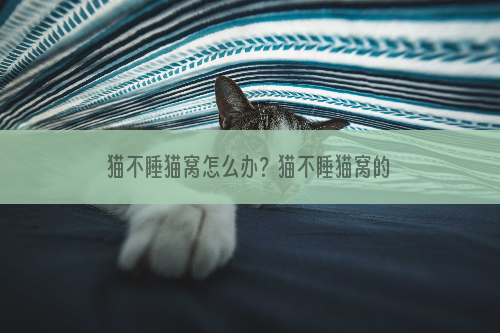 猫不睡猫窝怎么办？猫不睡猫窝的原因有哪些？