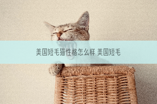 美国短毛猫性格怎么样 美国短毛猫怎么养