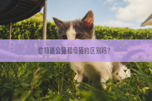 你知道公猫和母猫的区别吗？