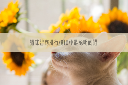 猫咪智商排行榜10种最聪明的猫
