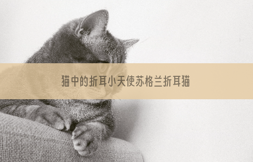 猫中的折耳小天使苏格兰折耳猫