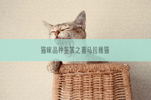 猫咪品种鉴赏之喜马拉雅猫