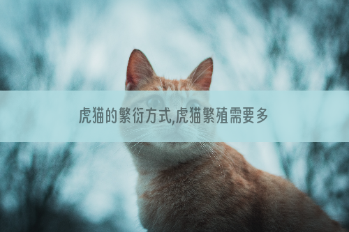 虎猫的繁衍方式,虎猫繁殖需要多长时间