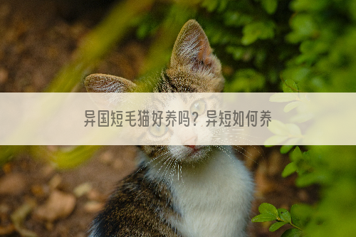 异国短毛猫好养吗？异短如何养