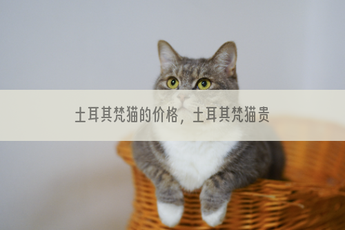 土耳其梵猫的价格，土耳其梵猫贵吗