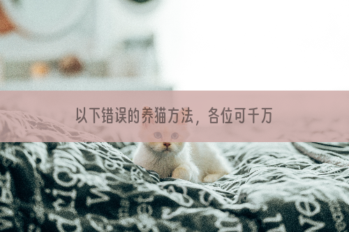 以下错误的养猫方法，各位可千万不能学哦！