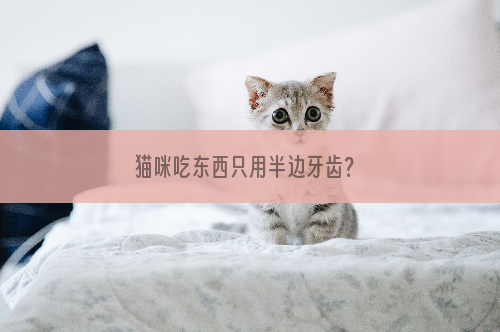 猫咪吃东西只用半边牙齿？