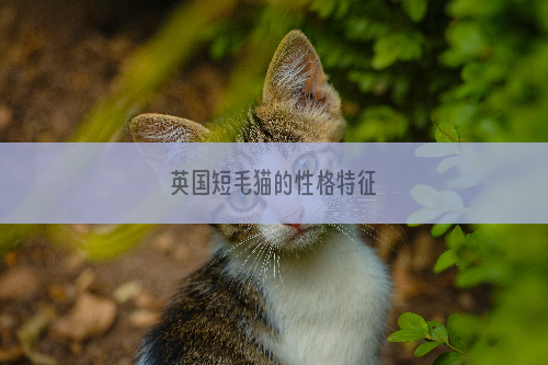 英国短毛猫的性格特征