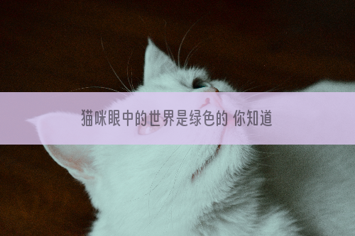 猫咪眼中的世界是绿色的 你知道吗