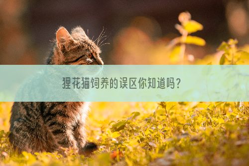 狸花猫饲养的误区你知道吗？