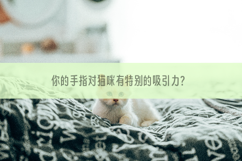 你的手指对猫咪有特别的吸引力？