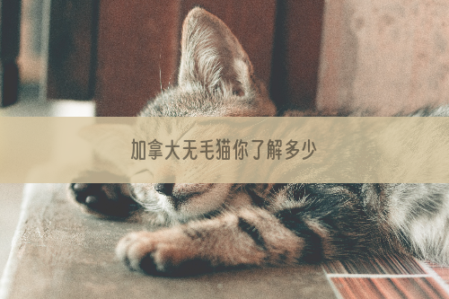 加拿大无毛猫你了解多少