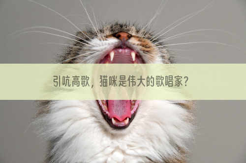 引吭高歌，猫咪是伟大的歌唱家？