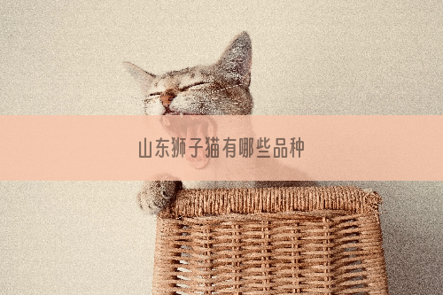 山东狮子猫有哪些品种