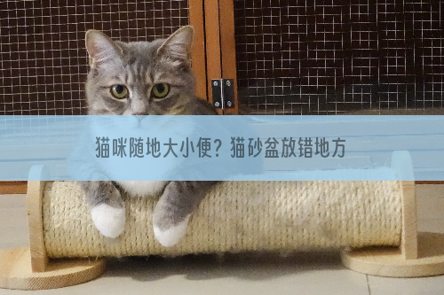 猫咪随地大小便？猫砂盆放错地方啦！