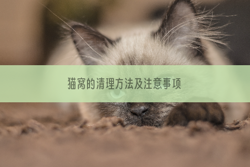 猫窝的清理方法及注意事项