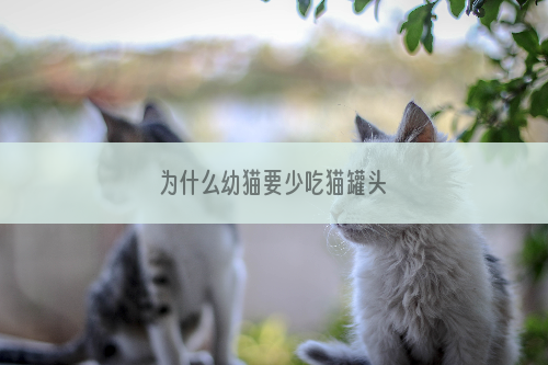 为什么幼猫要少吃猫罐头
