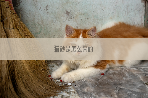 猫砂是怎么来的