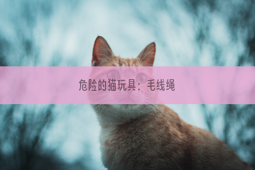 危险的猫玩具：毛线绳