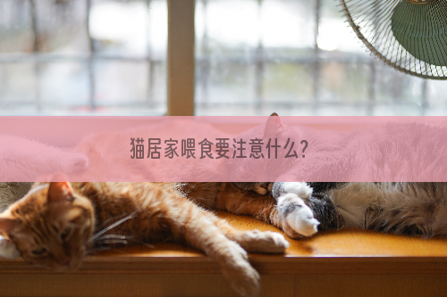 猫居家喂食要注意什么？