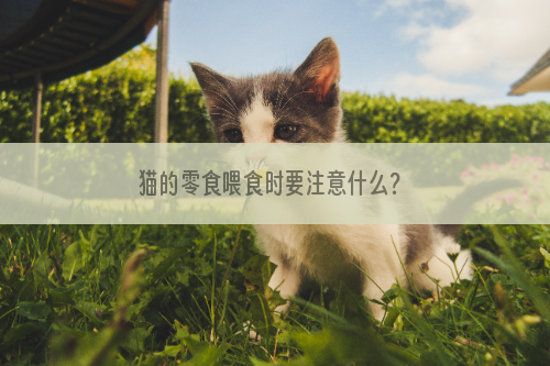 猫的零食喂食时要注意什么？