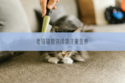 老猫猫粮选择需注重营养