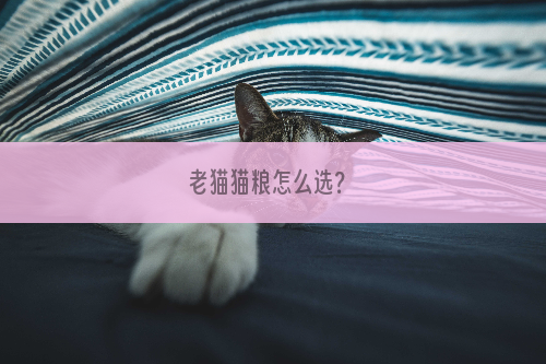 老猫猫粮怎么选？