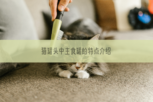 猫罐头中主食罐的特点介绍