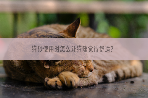 猫砂使用时怎么让猫咪觉得舒适？