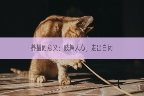 养猫的意义：鼓舞人心，走出自闭？