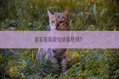 皇家猫粮能给幼猫吃吗？