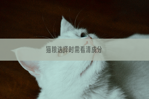 猫粮选择时需看清成分