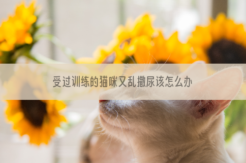 受过训练的猫咪又乱撒尿该怎么办？